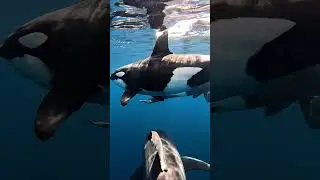 When a Shark Meets an Orca... The Ocean's True Apex Predator 🦈⚔️🐋 #Shorts