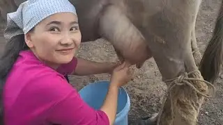 Cow 🐄 Milk video village life 