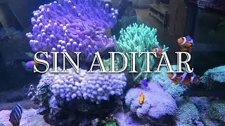 Acuario marino sin aditar nada durante mas de un año