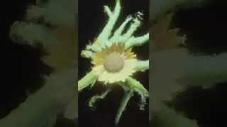 Mandragora - ALICIA Album