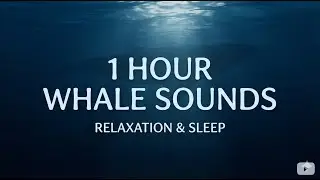 1 Hour Ocean Whale Sounds: Deep Underwater Ambience for Sleep & Relaxation 🌊🐳 | Black Screen
