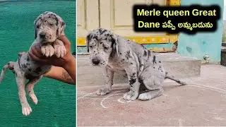 top quality great dane puppy for sale in telugu/ 77806 57571 /aj pets