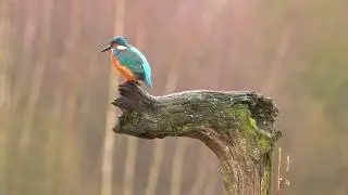 HBN fotohut 6 IJsvogel  28 1 2020