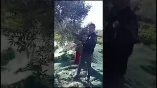 La r&eacute;colte de olives dans l'oliveraie dans les collines de Ghardeya