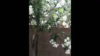 Great Rental Home in Surprise, AZ!