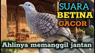 Pancingan perkutut betina memanggil jantan