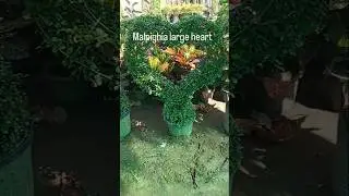 Garden decorative plants at very low rate and great quality 😃😃😃#plants #garden