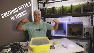 How to breed and raise Bettas in tubs