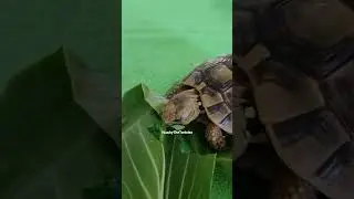 Land Turtle eating his breakfast 🍀 #tortoise #landturtle #boxturtles #reptiles #pets #petsvlog