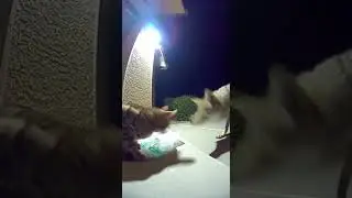 Hero Cat fights off Coyote - Brave little guardian saves the day #cats #wildlife #hero