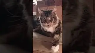 Всем Надо Работать!!!Но Есть Исключение🐯❤️#подпишись #cats #catvideos #catlovers #cat #fannycat