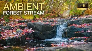 Autumn Stream Ambience. The Soothing Sound of Water. 4K HDR. #asmr  #watersounds 