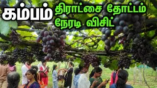 கம்பம் திராட்சை தோட்டம் நேரடி விசிட்|கொத்து கொத்தாய் தொங்கும் திராட்சைகள்|Cumbam Grapes Farm Visit