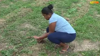 Backyard Gardening Crop Integration