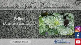 Leacuri din Grădina Maicii Domnului | Pelinul