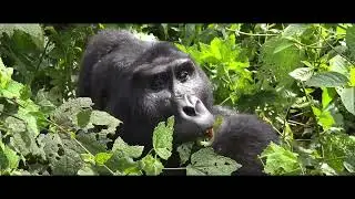 Gorilas de Uganda