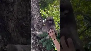 Этого детеныша ленивца разлучили с матерью😢