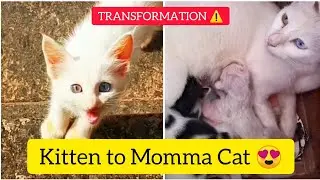 Kitten To Momma Cat Transformation Time Lapse| Kitten to Cat Transformation| Kitten to Cat| Mar Fy