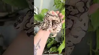 Just a handful of Axanthic Clown babies ❤️