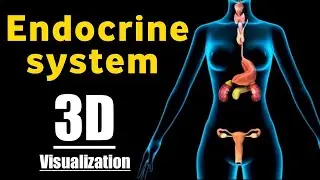 Endocrine system 3d anatomy and physiology | 3D Animation of Endocrine glands