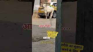 Please Help The Animals 🙏😭 || Shivam Naagar #shorts #dailyvlog #ytshorts #vlog #vlogvideo #animals