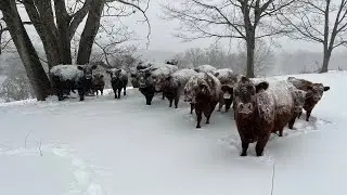 The cattle survived the storm