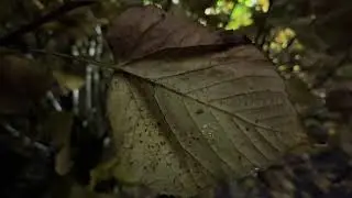 Large leaf lime at night - leaf - October 2025