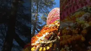 महादेव ॐ  #cultural #god #kullumanali #love #trending #himalayas #mountains #pahadi #bijlimahadev