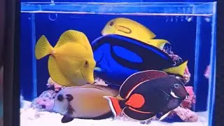 LLEVA UNA ESTRATEGIA DE MANTENIMIENTO A TU ACUARIO Y TODO SERÁ MEJOR.
