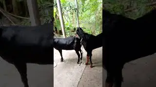 Lots of two goats they very beautiful surprising shoots we enjoy2026/:519