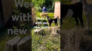 Week 2 with our new goats! #shorts #farm #youtubeshorts #homesteading #vlog #goats #diy #cute #goat