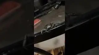 Red Claw Crab Mishaps ￼!