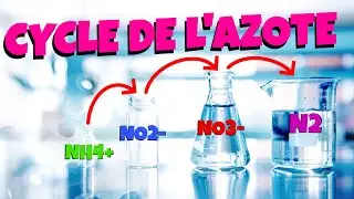 Tout savoir sur le CYCLE DE L'AZOTE !