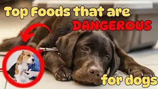 Top 12 Most Dangerous Foods for Dogs 🐶⚠️