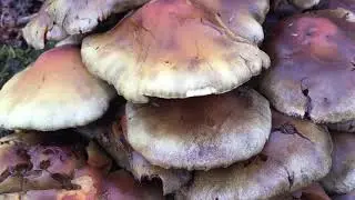 Sulphur tuft (Hypholoma fasciculare) - fungi close up - December 2018