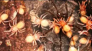 How to care for a Tarantula Egg Sac (The Proper Way) Part.3