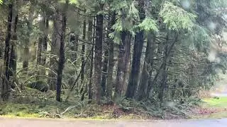 Donkey Creek Rd/Forest Rd 22 pt 4