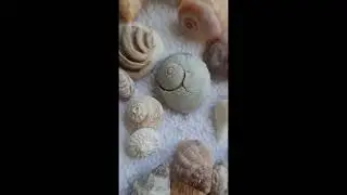 JUNONIA Day Shell Haul *Part 2 of 3* Longboat Key