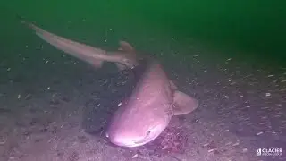 Shark swims towards group of divers in B.C.'s Howe Sound