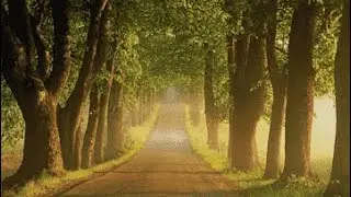 Focus Music with Bass Concentration Small birds sounds Music for Work and Studying