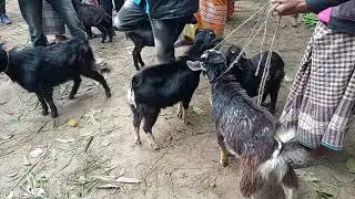 big goat 2021| goat market in India | biggest goat