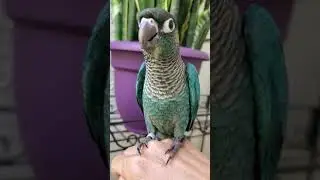 Turquoise Green Cheek Conure Baby 4-19-2020
