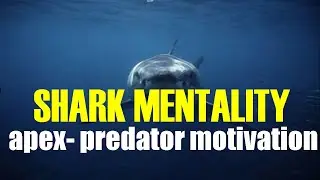 Wisdom of the Sharks I Embracing Adaptability, Resilience, & Instinctual Intelligence  SHARK MINDSET