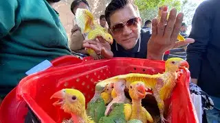 Biggest Sunday Lalukhet Birds Market | Exotic Parrots | 31-12-2023 Urdu/Hindi