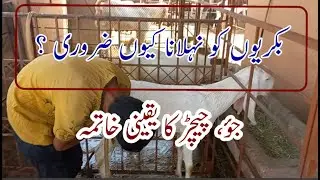 Goat Farming  Healthy Tips || How to maintain Goats Health || Easy Way to Remove Parasites in Goat