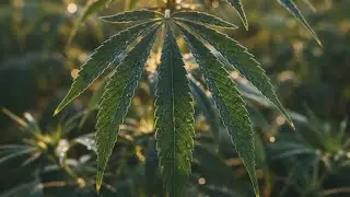 Boost Your Yield: Essential LST & Training Tips for Veg Stage #LST #weed #dank 