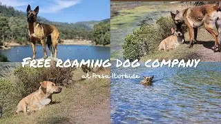 Free roaming dog company, local enhancement, scavenging, play humping and meeting our dogs' needs