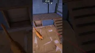 Cat Playtime | Animal Shelter 2 Demo