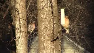 Hawks and Cardinals in the Backyard