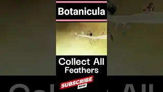 How Many Feathers Can You Collect in Botanicula? #kafuga #botanicula #shorts